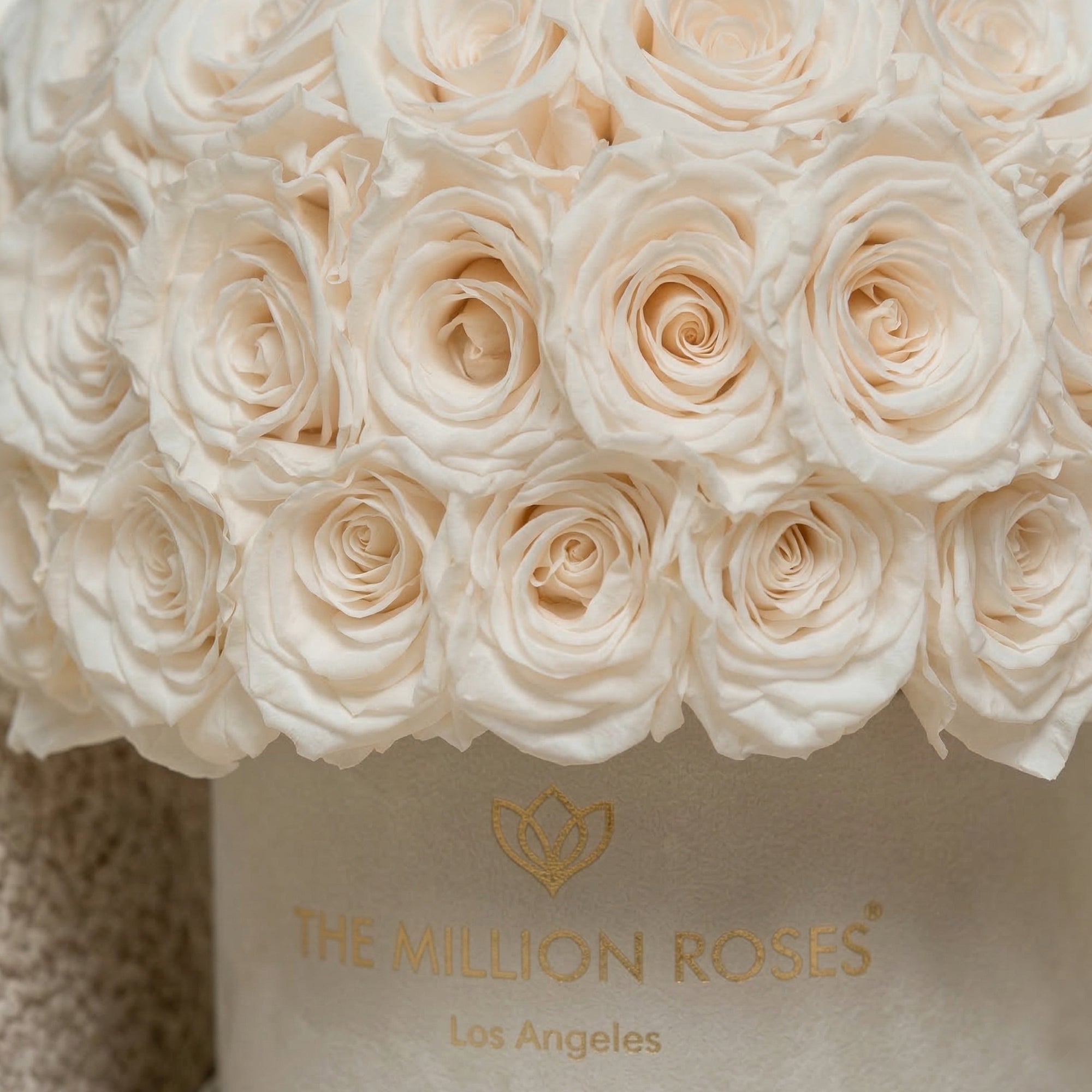 Classic Beige Suede Superdome Box | White Roses