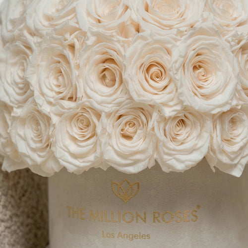 Classic Beige Suede Superdome Box | White Roses