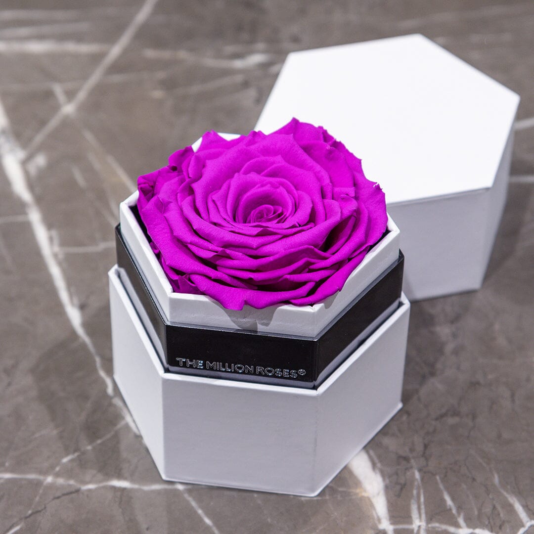 PURPLE ROSES