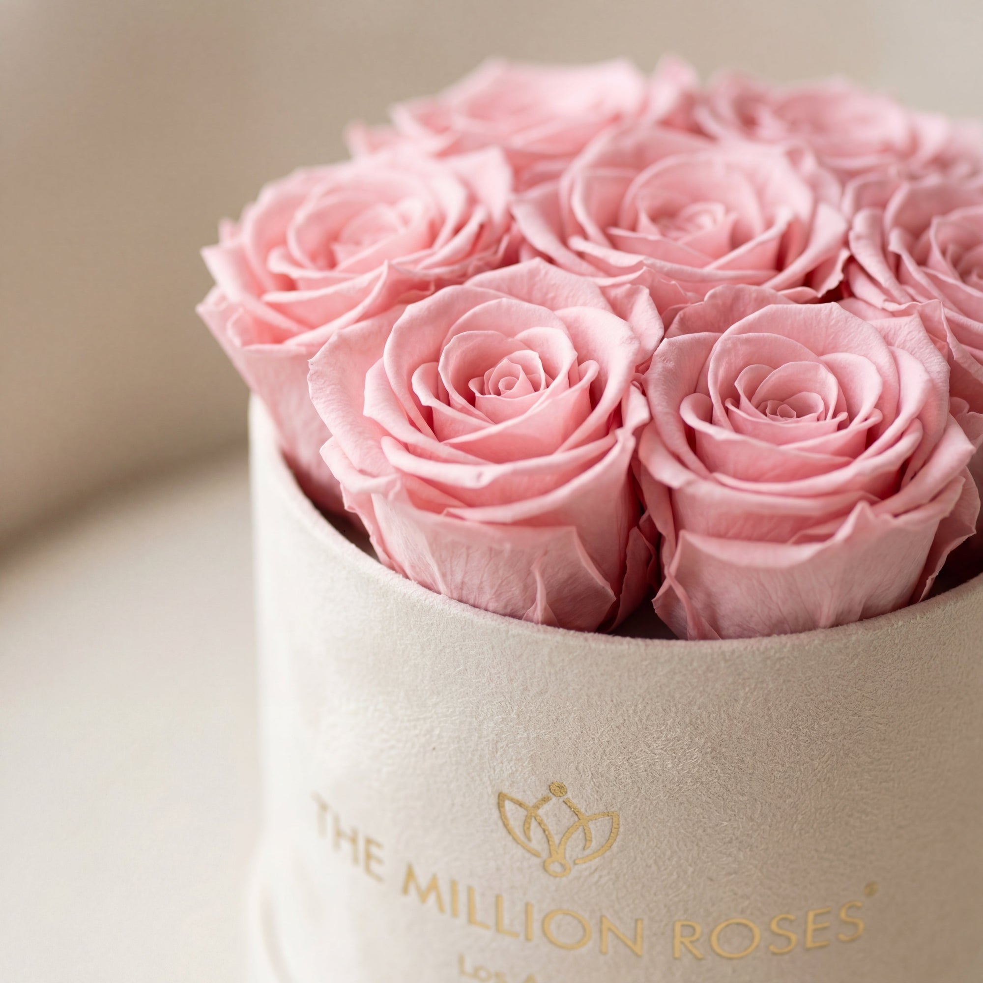 Basic Beige Suede Box | Light Pink Roses