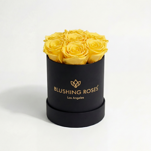 Luxury yellow preserved roses in black velvet box by blushing roses.  Black box with yellow roses and BLUSHING Roses' branding on a white background